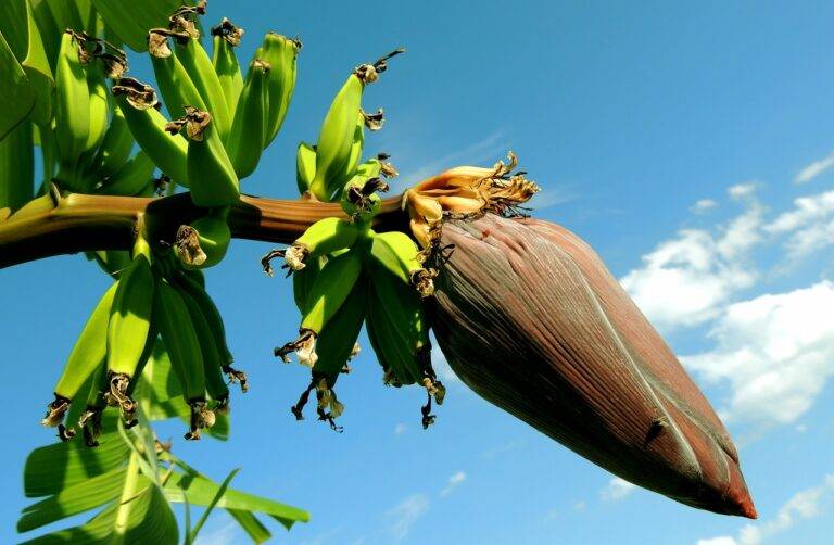 The Impact of Food Shortages on Global Markets